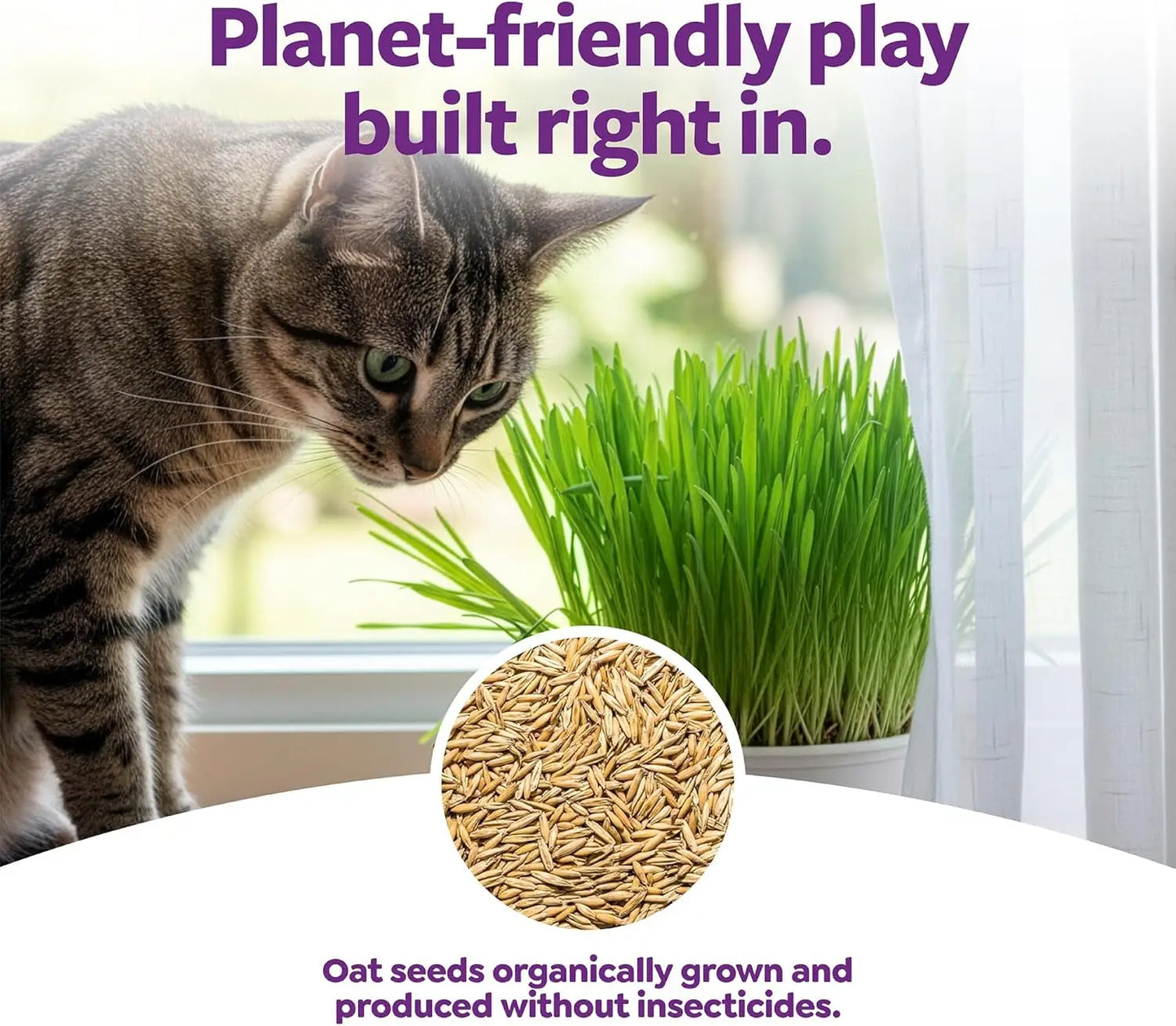 Organic Oat Grass Cat Grow Kit For Digestion And Hairball