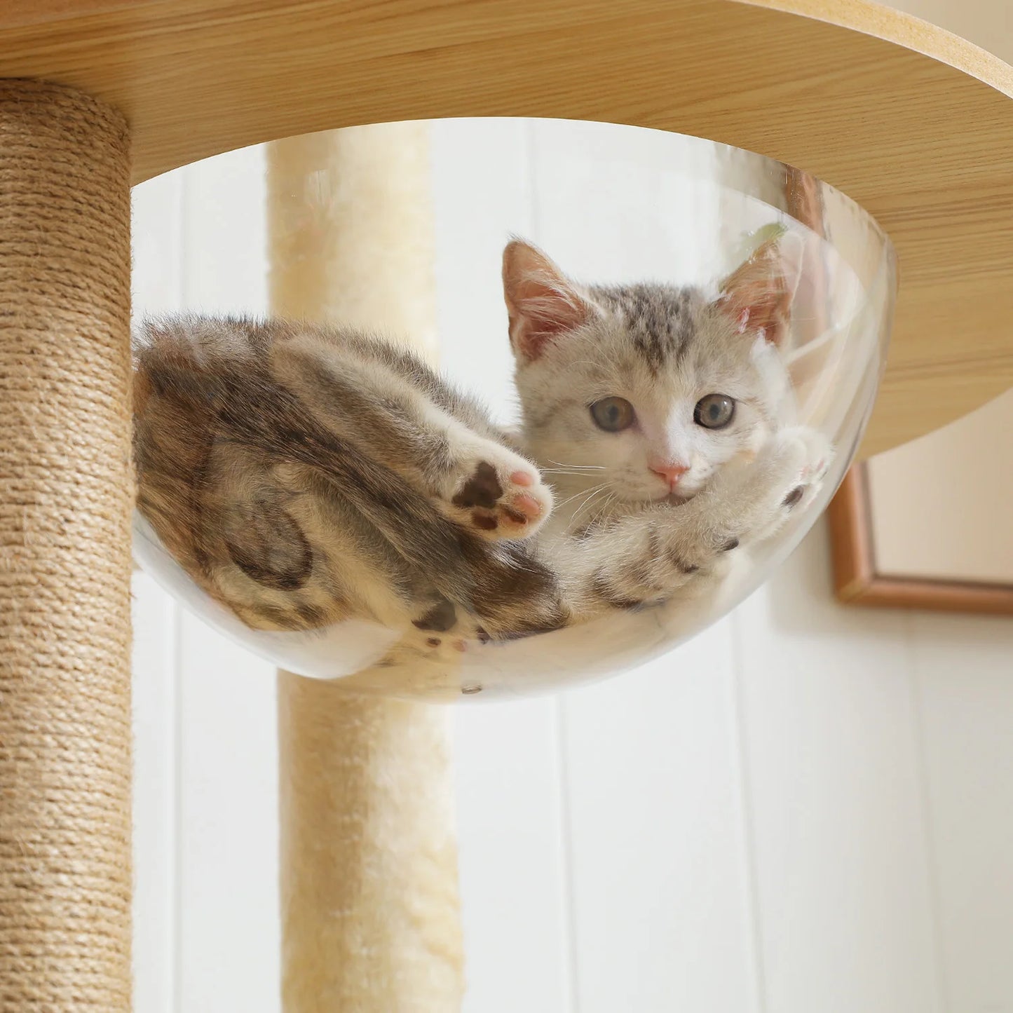 PAWZ Ro Multi Level Indoor Cat Tree With Scratching Posts