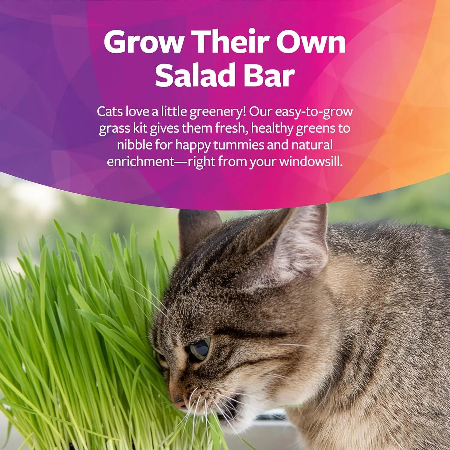 Organic Oat Grass Cat Grow Kit For Digestion And Hairball
