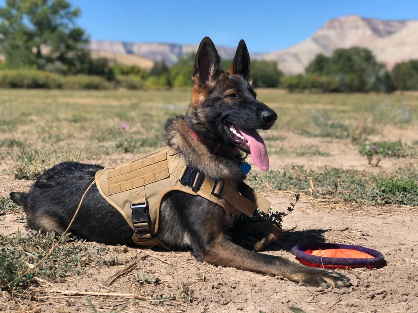 Nylon Dog Harness And Collar Set, Adjustable Tactical Vest For Outdoor Walking