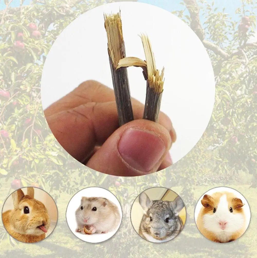 Natural Apple Branch Rabbit Chew Sticks For Small Pets