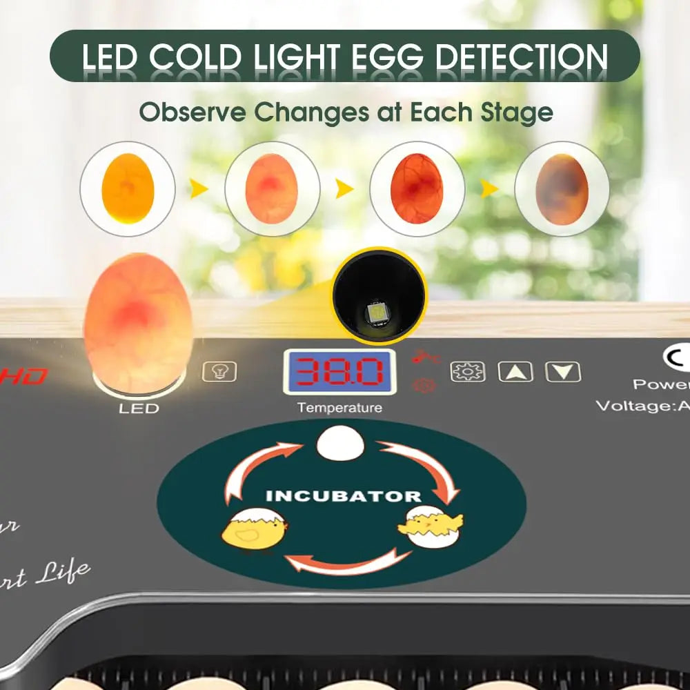 12 Egg Incubator With Turner And Temperature Control And Candler