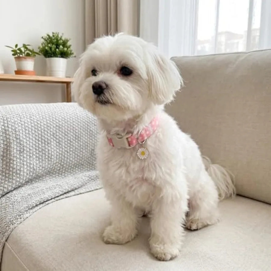 Daisy Quick-Release Dog Collar Soft Cotton Summer Collar